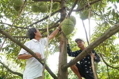 The Durian Maker! - A Delightful Dive into Filipino Folklore's Unexpected Origins