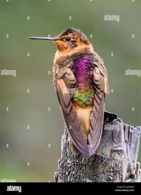  The Hummingbird's Feather: Un racconto colombiano del XIII secolo che celebra la saggezza e l'umiltà